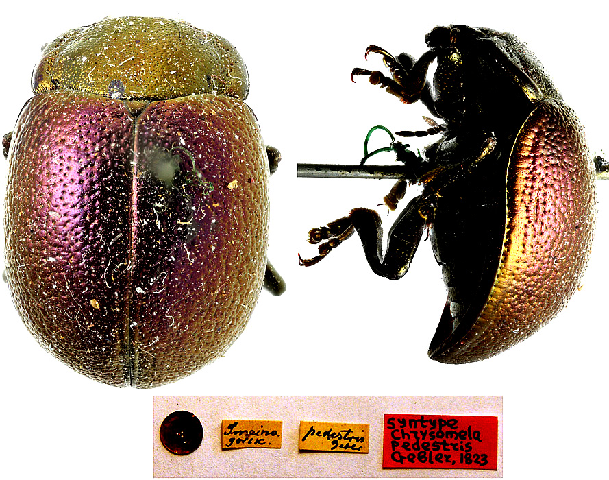 Original combination: Chrysomela pedestris Gebler, 1823