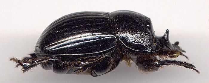 Copris lunaris, female