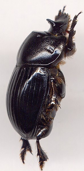 Copris lunaris, female