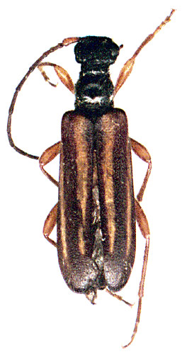 Cornumutila quadrivittata