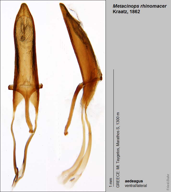 Долгоносик Metacinops rhinomacer Kraatz, 1862 (Curculionidae) - photo ...