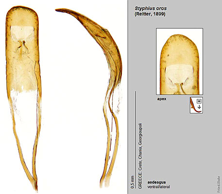 Styphlus oros (Reitter, 1899)