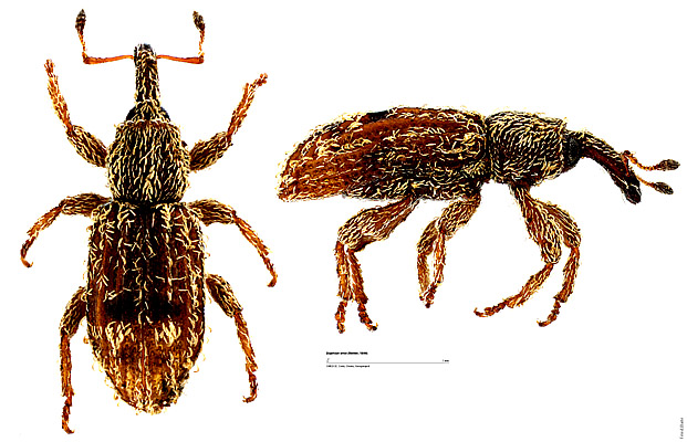 Styphlus oros (Reitter, 1899)