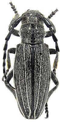 female<br>Inner Mongolia, Chifeng, Balinzuoqi, Hadayinggexiang, 08.07.1980, Guan Jingqun leg.