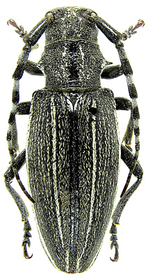 female<br>Inner Mongolia, Chifeng, Balinzuoqi, Hadayinggexiang, 08.07.1980, Guan Jingqun leg.