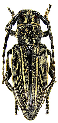 female<br>Inner Mongolia, Chifeng, Alukeerqinqi, Baichengzi, Tianshancun, 18.08.1981