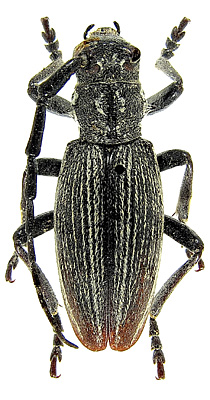 male  <br>Inner Mongolia, Chifeng, Balinzuoqi, Hadayinggexiang, 08.07.1980, Guan Jingqun leg.