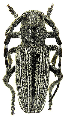 male  <br>Inner Mongolia, Chifeng, Balinzuoqi, Hadayinggexiang, 08.07.1980, Guan Jingqun leg.