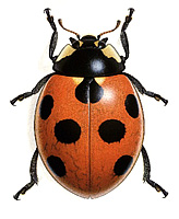  <br>Coccinella semipunctata