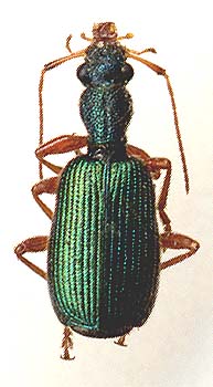 Drypta dentata