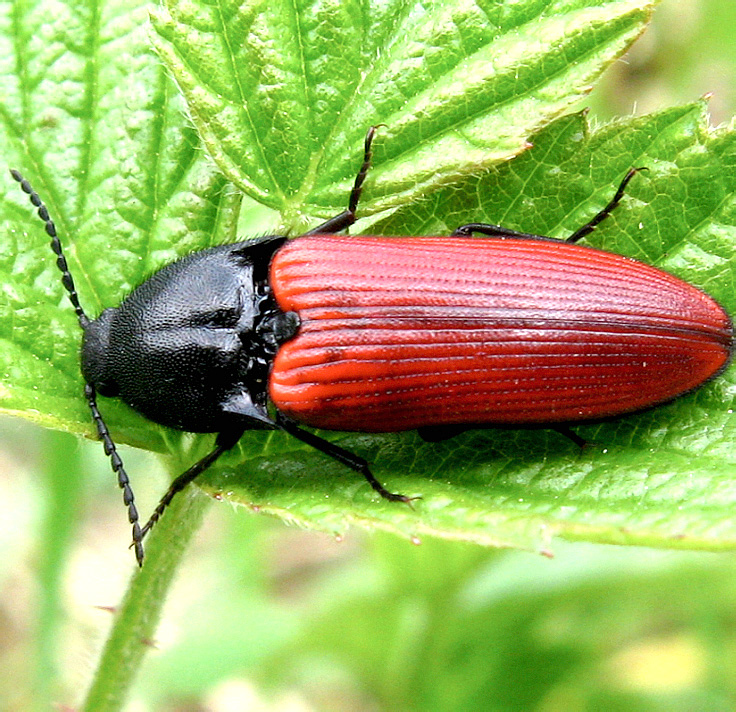 Щелкуны (Elateridae)