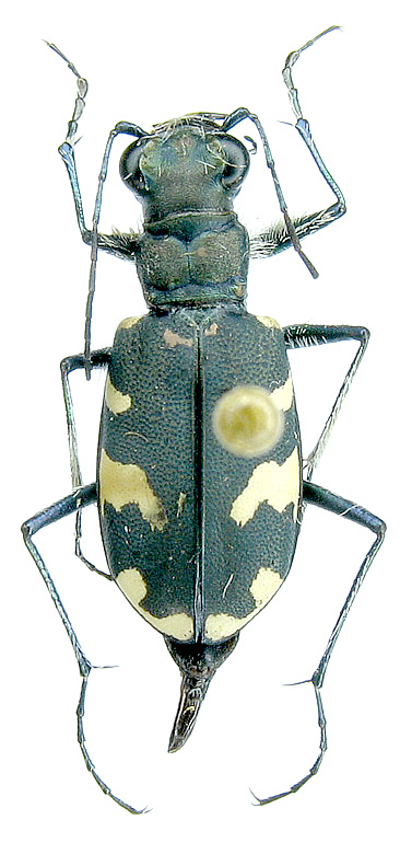 Cicindela (Cicindela) albopilosa Dokhtouroff, 1885