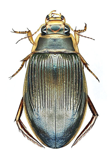 Dytiscus czerskii Zaitz., 1953