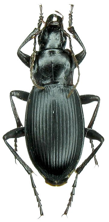 Taphoxenus sp.