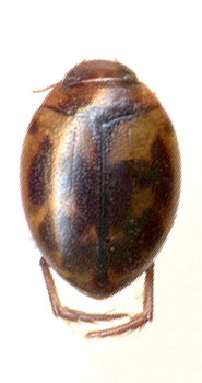 Hyphydrus japonicus, female