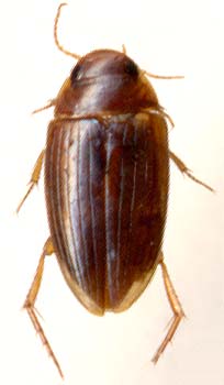 Copelatus weymarni, female