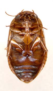 Platambus maculatus (Diving beetle) (Dytiscus maculatus)