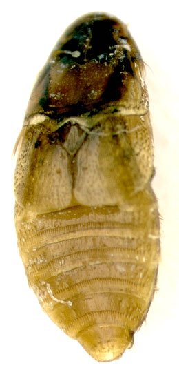 Platypsyllus Castoris