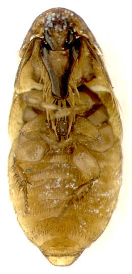 Platypsyllus Castoris