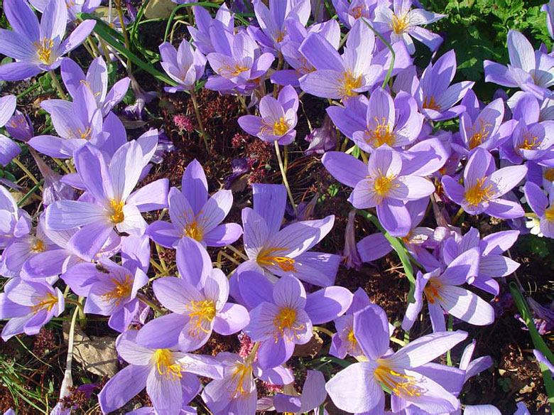 Очевидец крокус. Крокус speciosus. Крокус Crocus speciosus. Шафран прекрасный Crocus speciosus. Крокус purpureus grandiflorus.