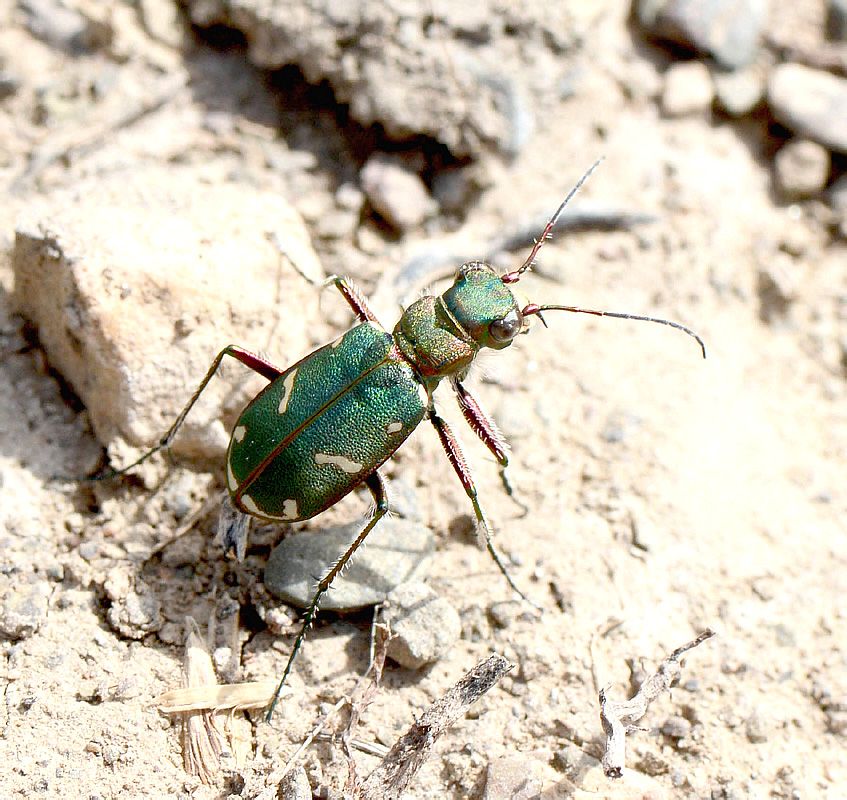 Cicindela turkestanica Ballion, 1876