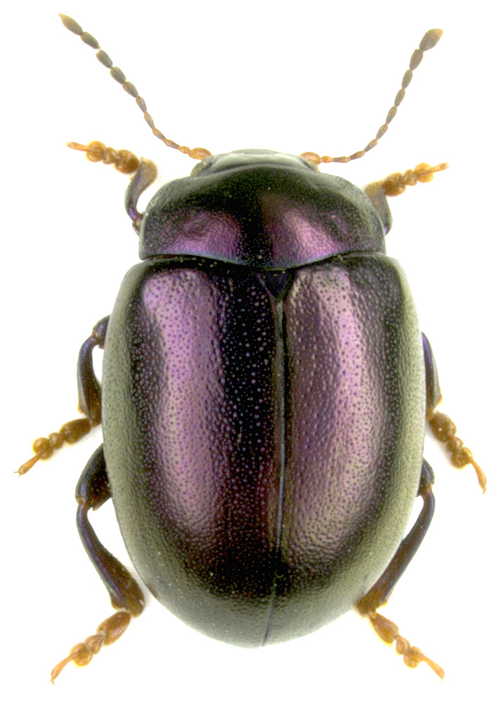 Chrysolina sturmi (Westhoff, 1882)