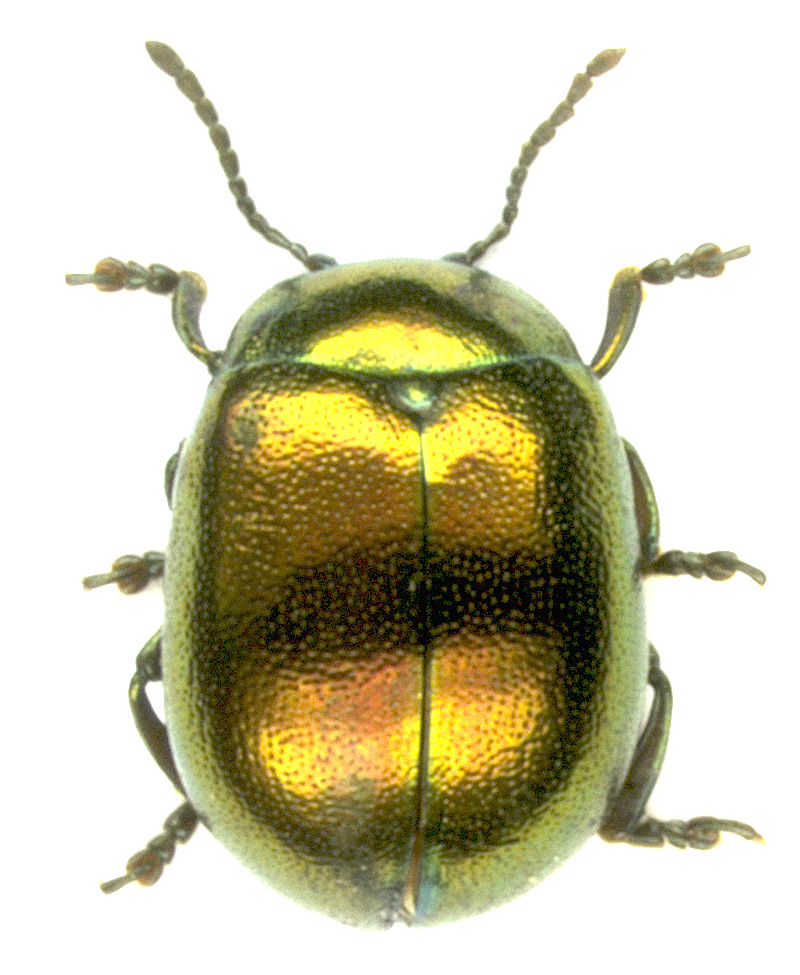 Chrysolina varians (Schaller, 1783)