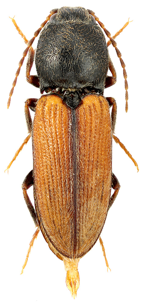 Dicronychus rubripes (Germ.)