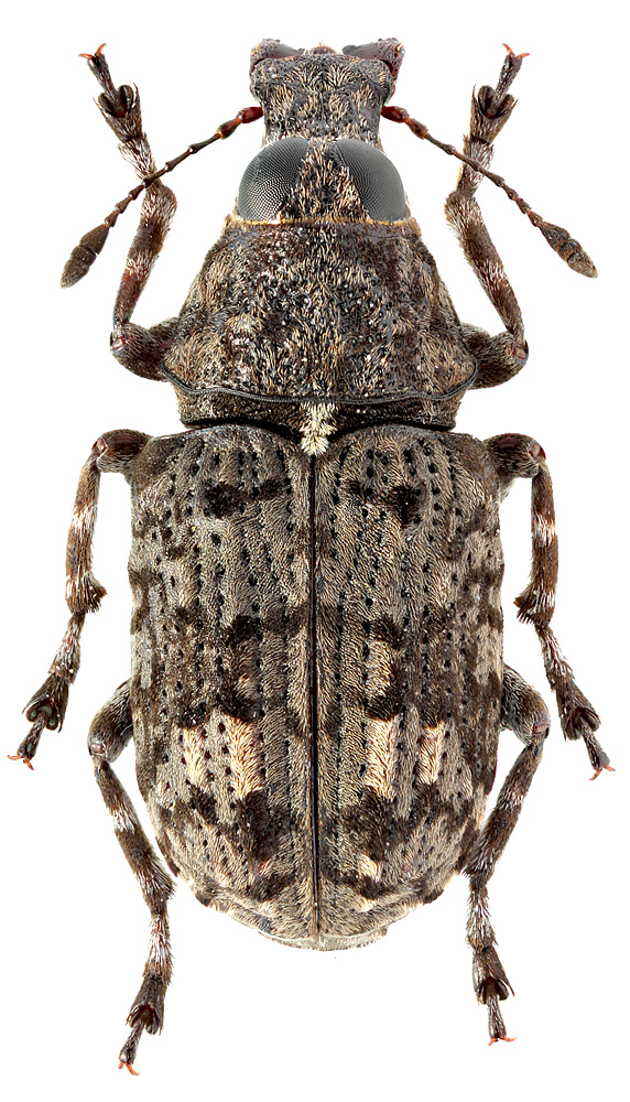 Tropideres naevulus