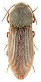 Elateridae: Agriotes obscurus