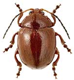 Chrysomelidae: Argopus unicolor Motsch.