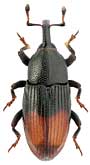 Curculionidae: Baris analis