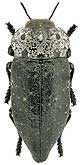 Buprestidae: Capnodis tenebrionis