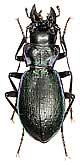 Carabus (Cechenochilus) boeberi glebi Solodovnikov, Zamotajlov et Fominykh, 2009