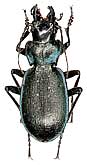 Carabus (Cechenochilus) boeberi glebi Solodovnikov, Zamotajlov et Fominykh, 2009