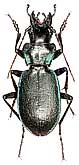 Carabus (Cechenochilus) boeberi glebi Solodovnikov, Zamotajlov et Fominykh, 2009