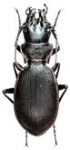 Carabus (Cechenochilus) boeberi boeberi Adams, 1817                             