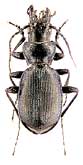 Carabus (Cechenochilus) boeberi boeberi Adams, 1817 