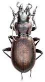 Carabus (Cechenochilus) boeberi boeberi Adams, 1817                             