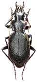 Carabus (Cechenochilus) boeberi felix Semenov et Znojko, 1931                   