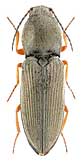 Elateridae: Cardiophorus vestigalis