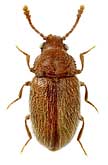 Cryptophagidae: Henoticus pilifer Rtt.