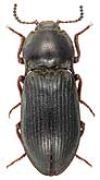 Elateridae: Selatosomus gravidus (Germar, 1843)