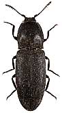 Elateridae: Lacon funebris (Solsky, 1881)