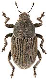 Curculionidae: Marmaropus besseri