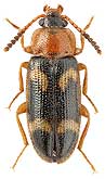 Mycetophagidae: Mycetophagus fulvicollis