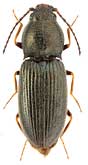 Elateridae: Oedostethus graniger