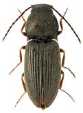 Elateridae: Oedostethus petrenkoi