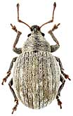 Curculionidae: Omias murinus (Boh.)