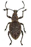 Curculionidae: Otiorhynchus aurosparsus Germar, 1829